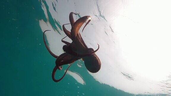 野生章鱼在水下慢动作游泳一只章鱼慢慢地张开双臂就像在地中海的水下跳舞一只章鱼在海里