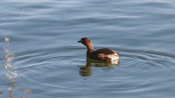 一只水鸟在洱海上游泳