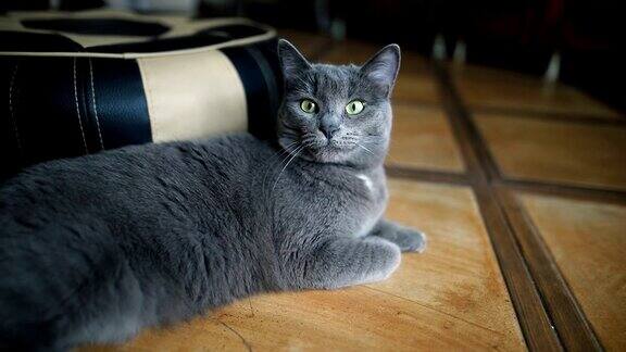 毛茸茸的灰猫躺在家里室内的地板上
