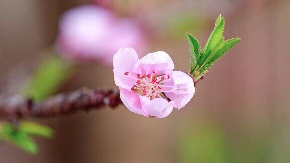 粉红桃花源从花蕾到盛开的视频4k视频
