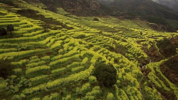 中国黄陵油菜籽梯田鸟瞰图