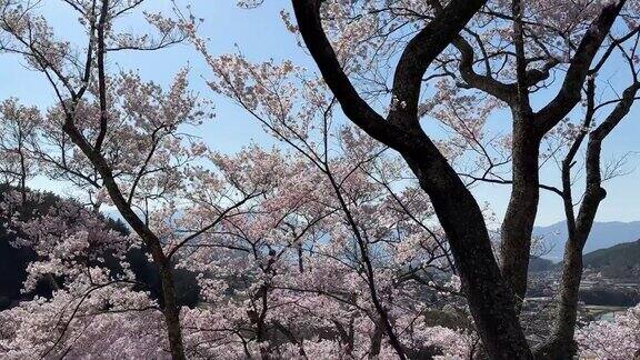 日本的樱花