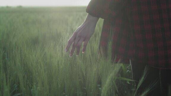 一位身穿红色格子衬衫的浪漫少女在夕阳西下的田野里用手掌和手指触摸着麦苗