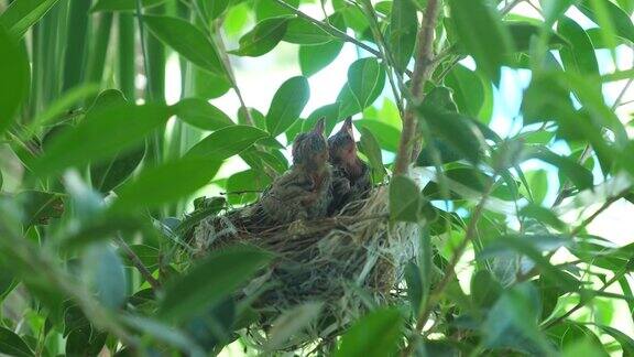 小鸟宝宝在巢里等待妈妈