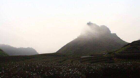 茶山景观