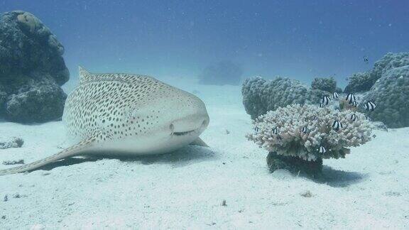 在新喀里多尼亚潜水时拍摄的水下斑马鲨镜头的观点