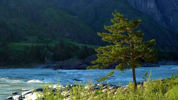 一棵孤零零的松树屹立在一条山河的岸边