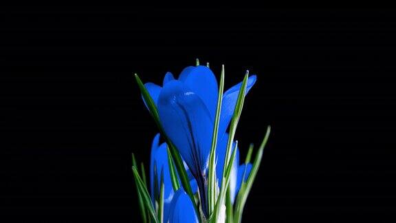 蓝色藏红花盛开的时间在黑色背景阿尔法通道