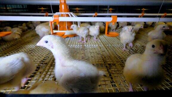 养鸡场的母鸡家禽养殖4k