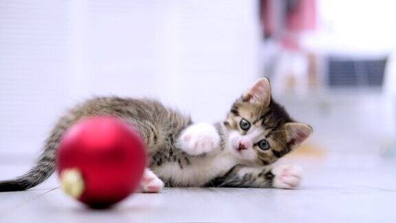 好奇的条纹小猫在家里的地板上玩红色的圣诞球慢动作