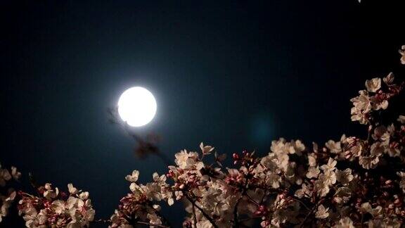 樱花盛开春夜的超级月亮