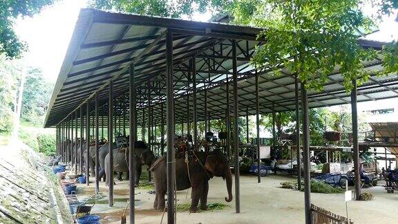 泰国大象保护中心