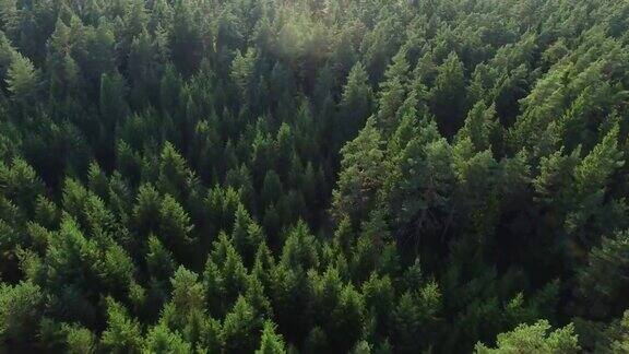 一架无人机在北欧森林上空拍摄