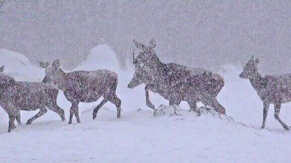 美丽的鹿群在野生动物冬季暴风雪
