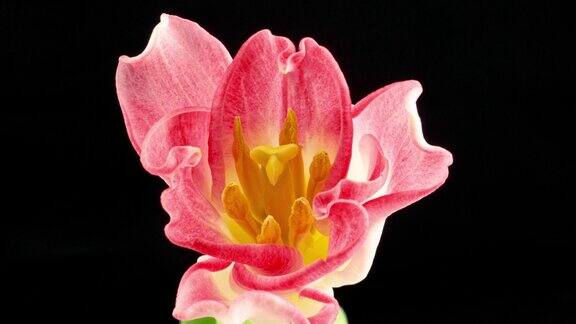 开一朵郁金香慢动作拍摄美丽的粉红色郁金香花孤立在黑色的背景郁金香的慢动作一束春天的复活节花户外特写节日的花束4k的视频宏