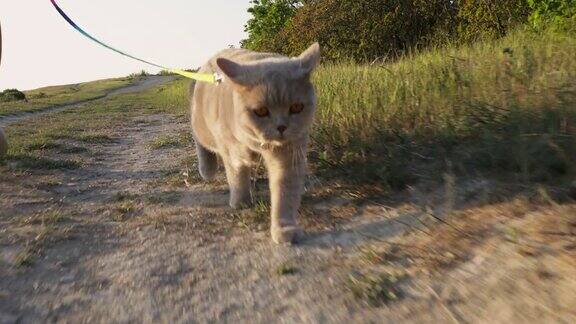 一只苏格兰猫在户外用皮带牵着散步