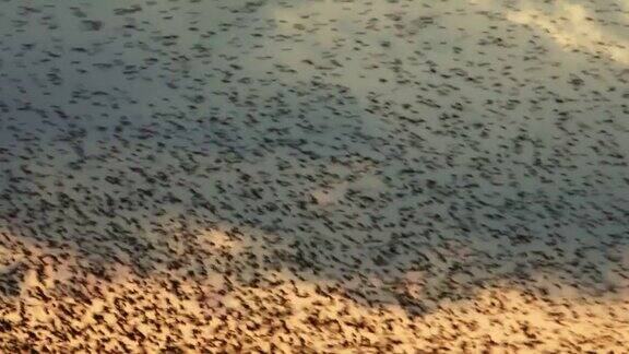 日落时分一群椋鸟在天空中飞翔