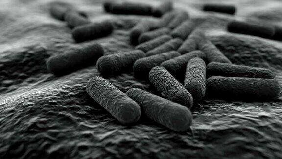 4K显微镜下的细菌菌落