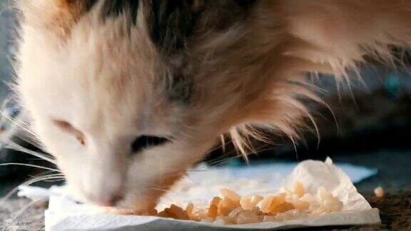 非常饥饿肮脏无家可归的白猫吃大米在地板上贪婪
