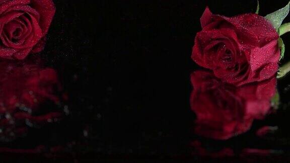 带露水的红玫瑰