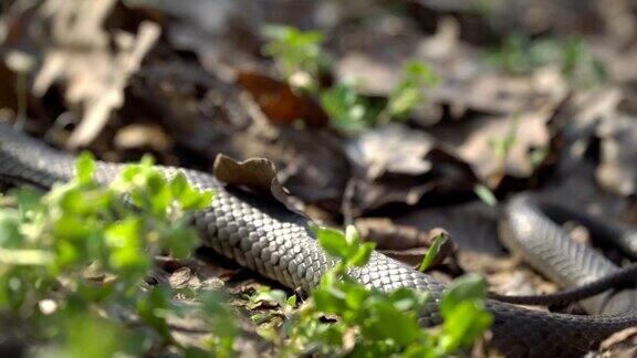 蛇在草丛中爬行