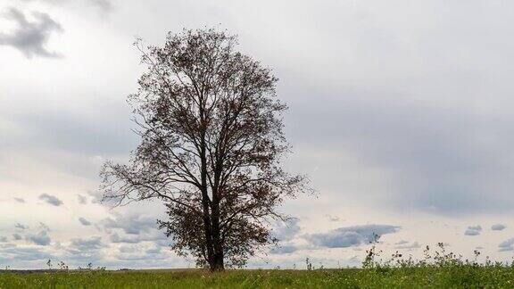 围绕着一棵孤独的树在田野里日落美丽的时间流逝秋天的风景