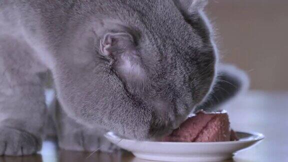 苏格兰折猫从厨房的盘子里吃东西宠物的食物在碗里美丽的灰色家猫在吃东西近距离特写近距离特写4K
