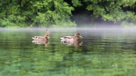 三只鸭子在雾蒙蒙的湖水里游泳