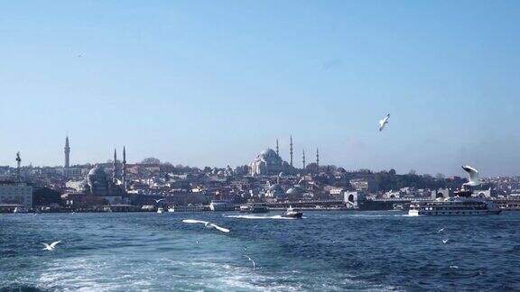 伊斯坦布尔的海鸥