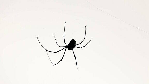 大蜘蛛坐在它的网上
