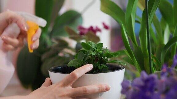 一个女人把小卡拉凤仙花喷在窗台上的花盆里关闭了家庭园艺和花卉种植