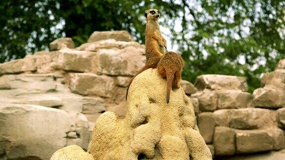 猫鼬或suricate