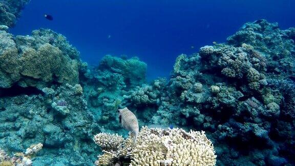 珊瑚礁和美丽的鱼海洋中的水下生物珊瑚礁上的热带鱼