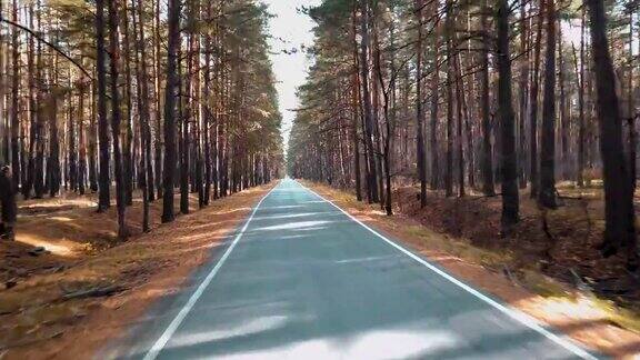 在一条笔直的柏油路上驾车穿过秋天的森林