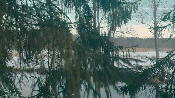 冬天河边的云杉