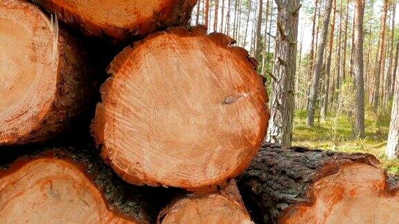 森林中被砍倒的树干
