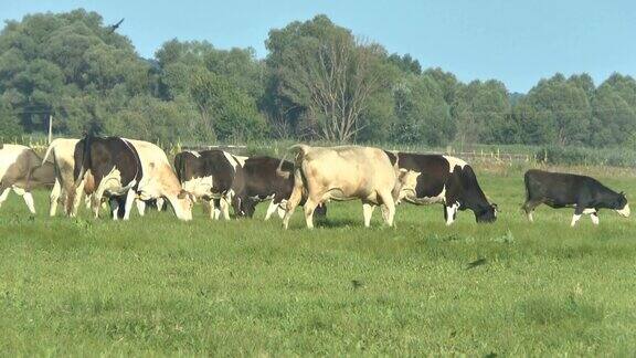 奶牛在新鲜的牧场上吃草