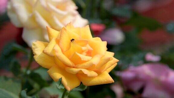 黄玫瑰开花