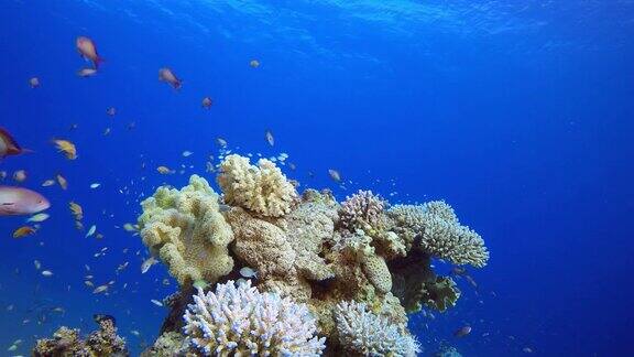 礁珊瑚花园
