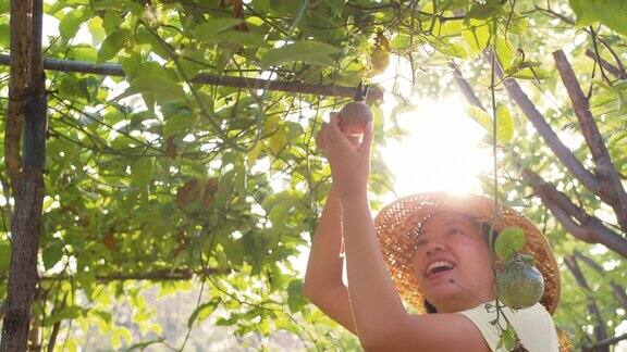 园丁亚洲妇女照顾百香果树生产在有机农场无化学品农业4k慢动作