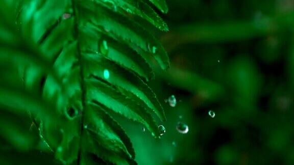 水滴在树叶上的慢动作镜头