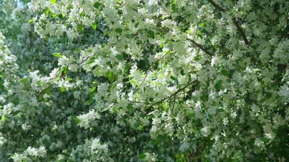 苹果树在春天盛开的花园里光模糊背景特写镜头春天开花