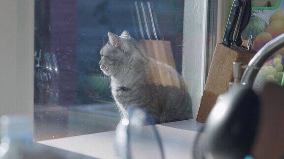 那只猫正坐在房子的窗户外面