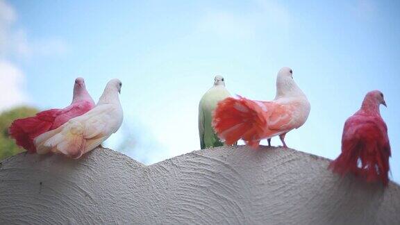 美丽的彩色的鸽子鸽子坐在天空背景上1920x1080