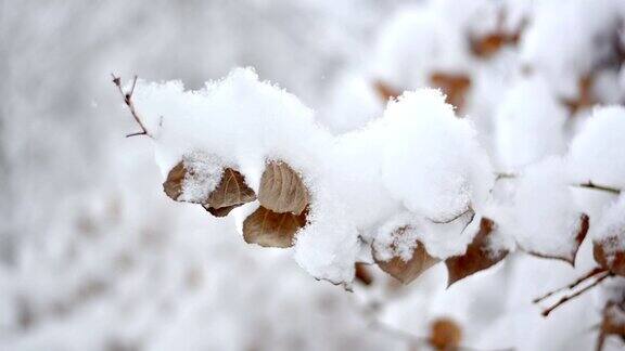 树枝下着雪