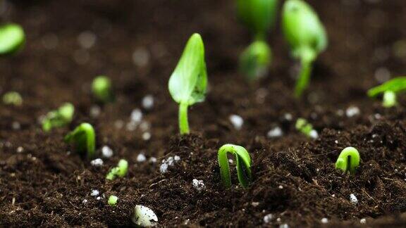 温室农业中植物生长时间、芽的萌发