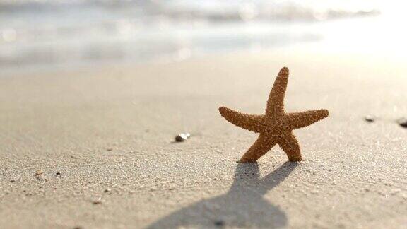 海星在沙滩上
