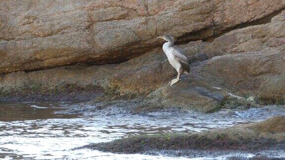大鸬鹚(PhalacrocoraxCarbo)在白天栖息在海石上