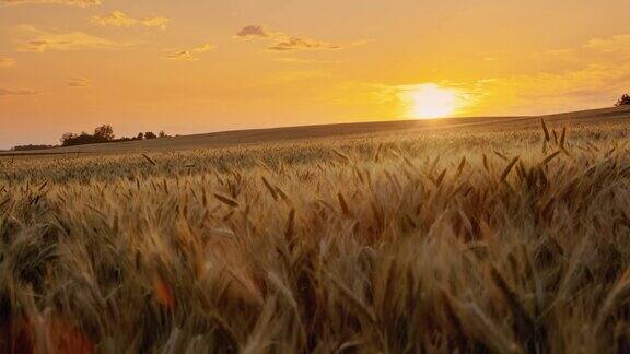 SLOMO美丽的金色麦田在乡村的中央在日落