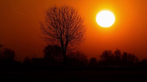 太阳从乡间的一棵树后升起